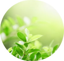 植物性洗浄成分 100%
